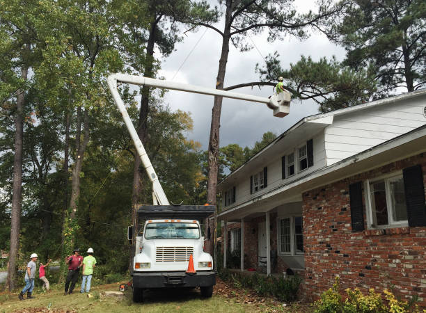  Madison Heights, MI Tree Care Pros